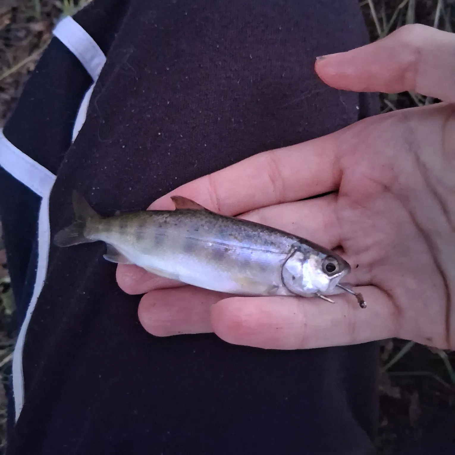 Chinook salmon caught on Fishbrain