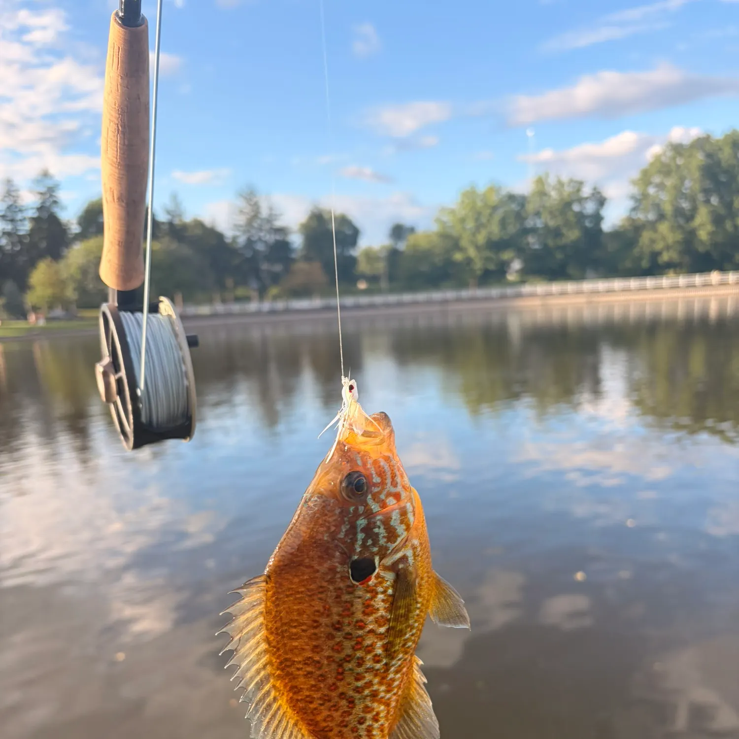 Pumpkinseed caught on Fishbrain