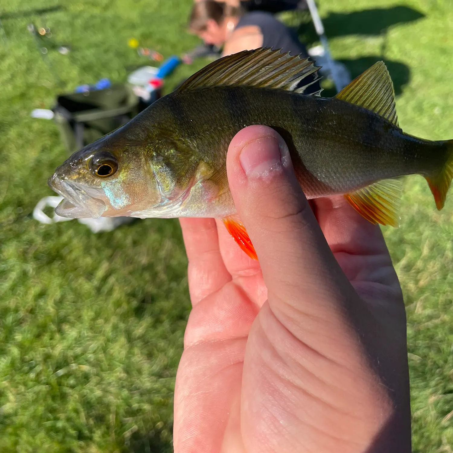 European perch caught on Fishbrain
