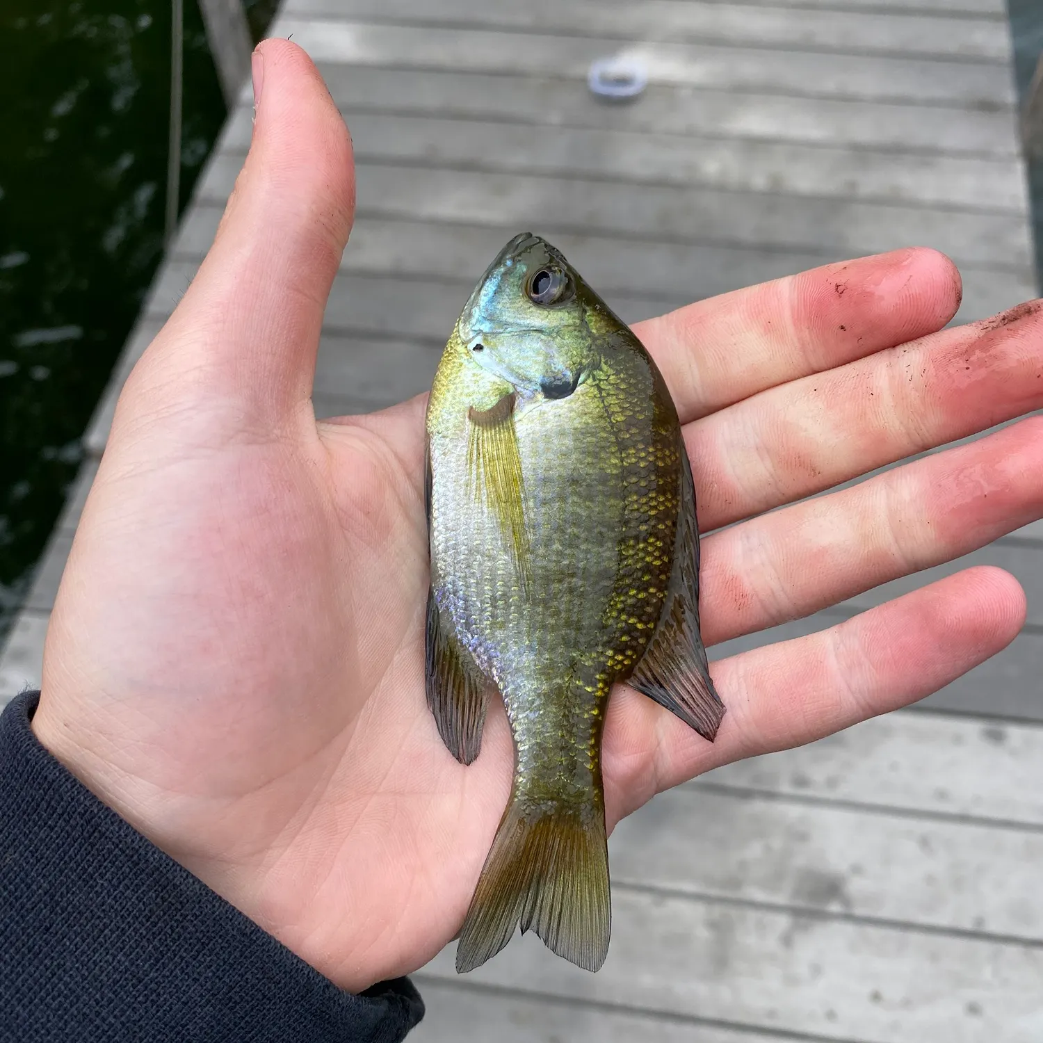 Bluegill caught on Fishbrain