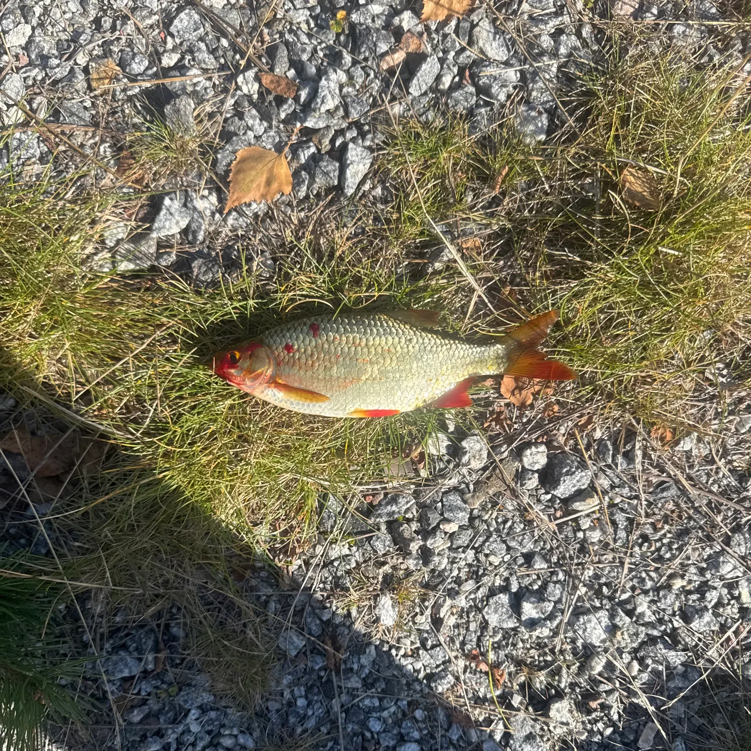 Common rudd caught on Fishbrain