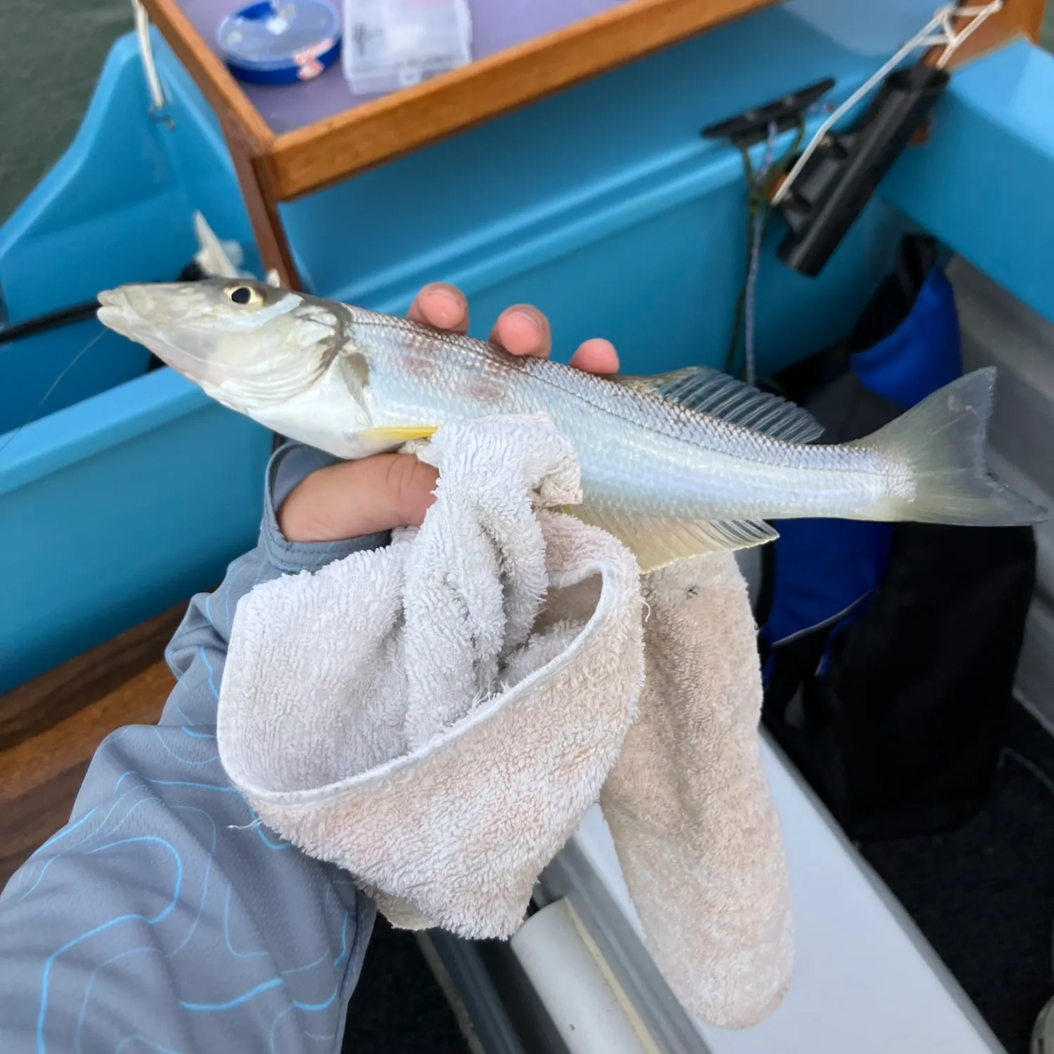 Yellowfin sillago caught on Fishbrain