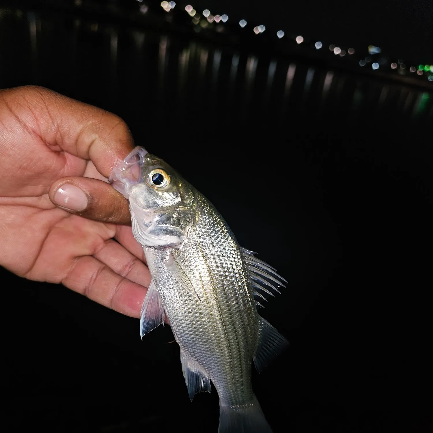 White bass caught on Fishbrain