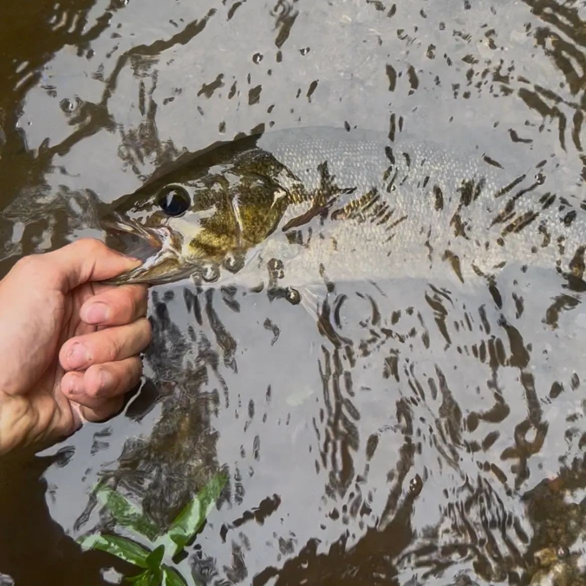 Smallmouth bass caught on Fishbrain