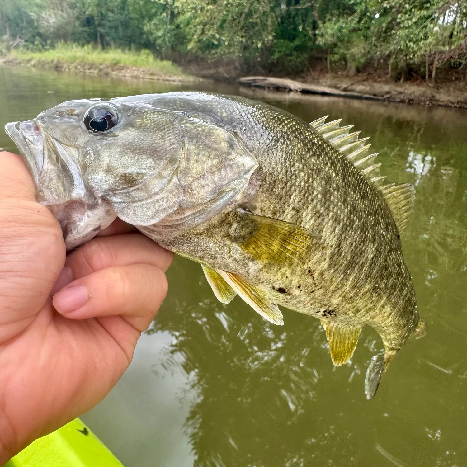 Smallmouth bass caught on Fishbrain