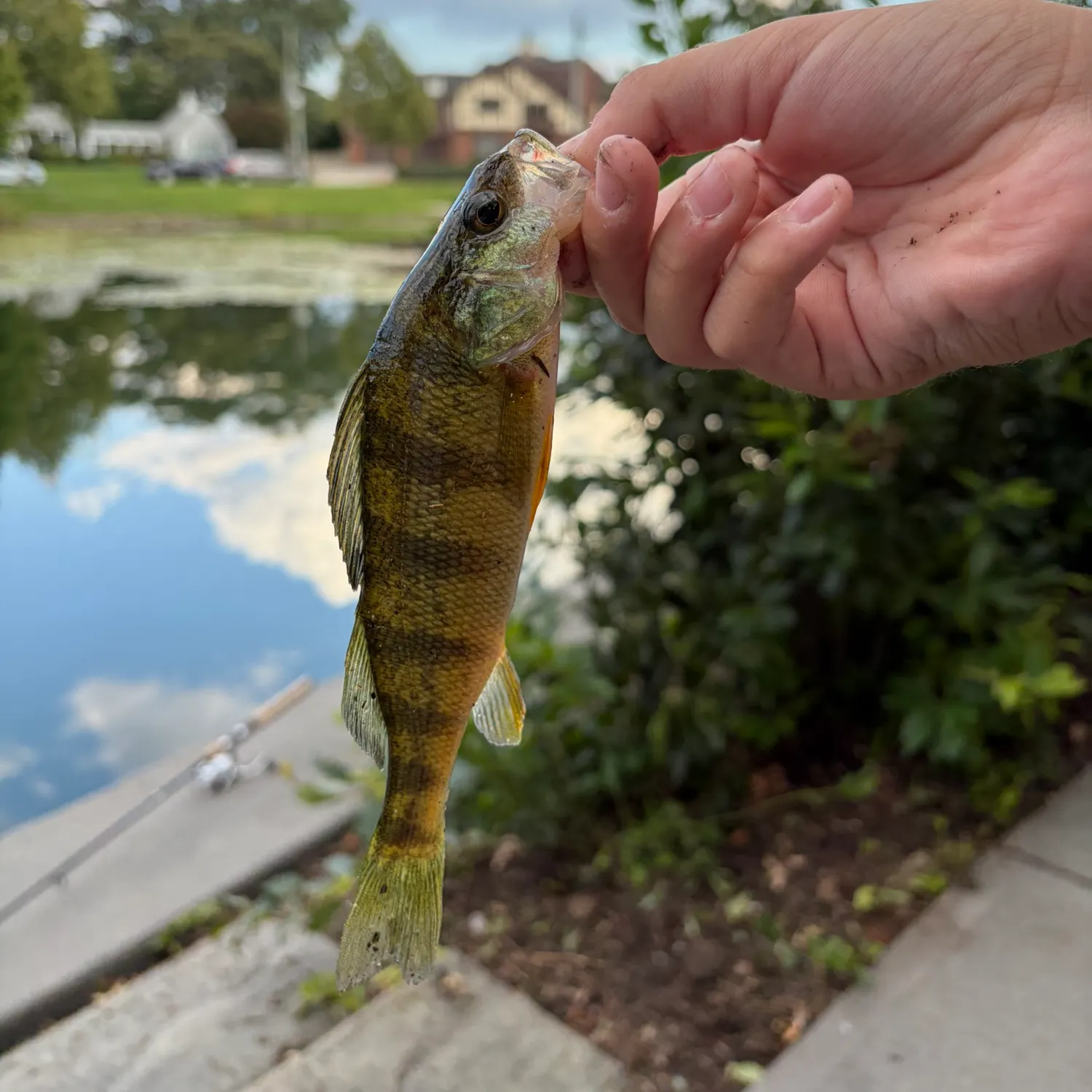 Yellow perch caught on Fishbrain