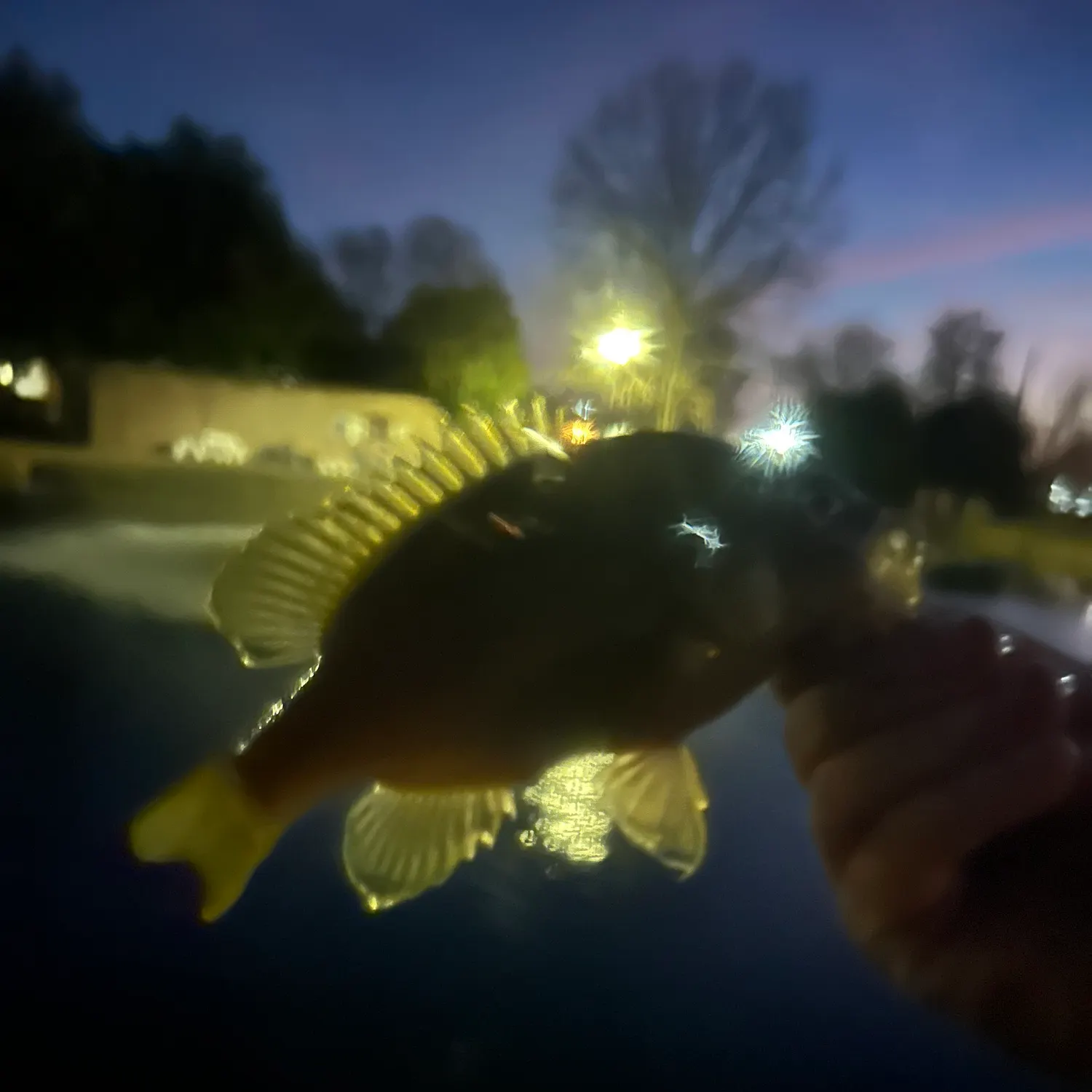 The most recent Green sunfish catches on Fishbrain
