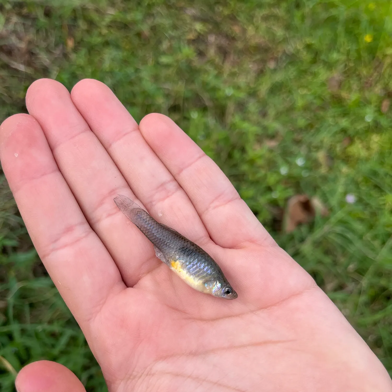Western mosquitofish caught on Fishbrain