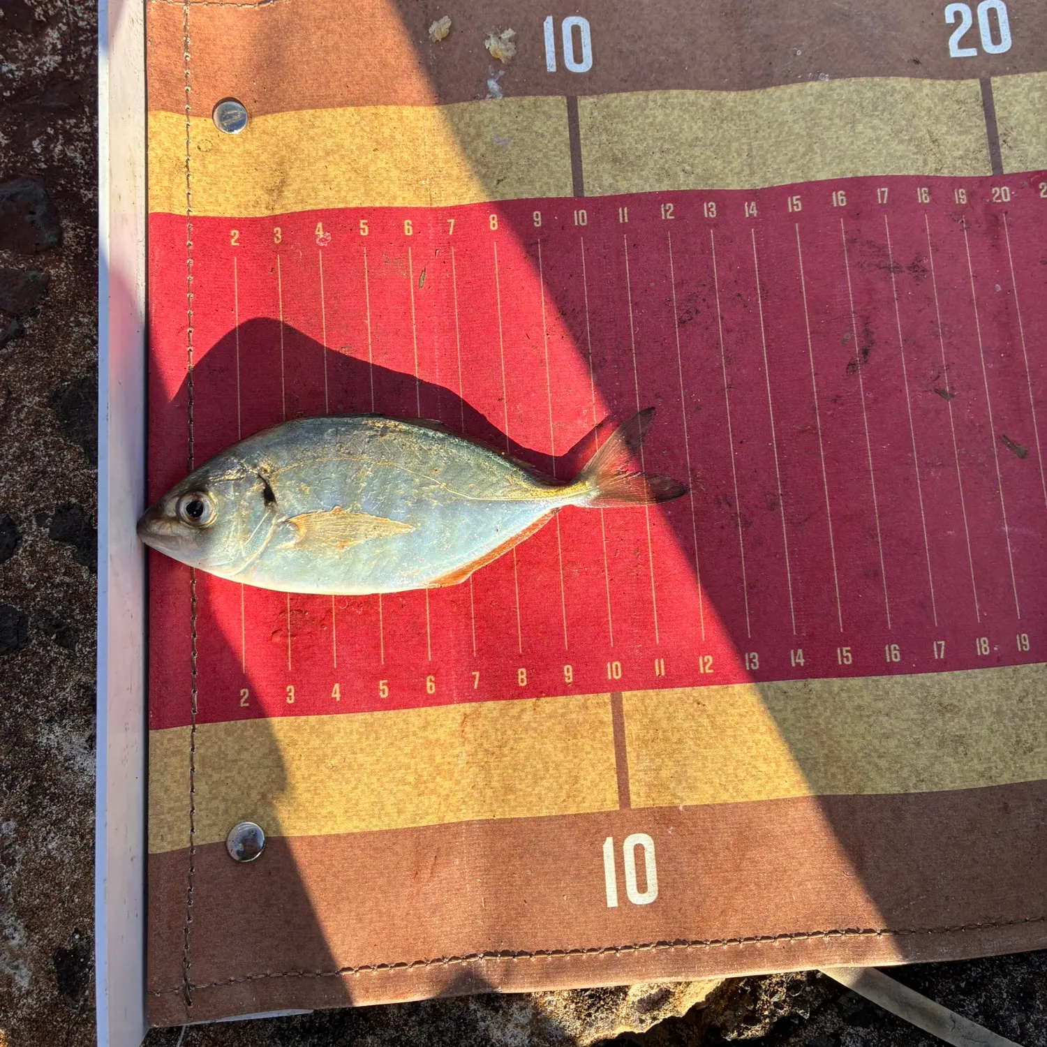 The most recent Silver trevally catches on Fishbrain