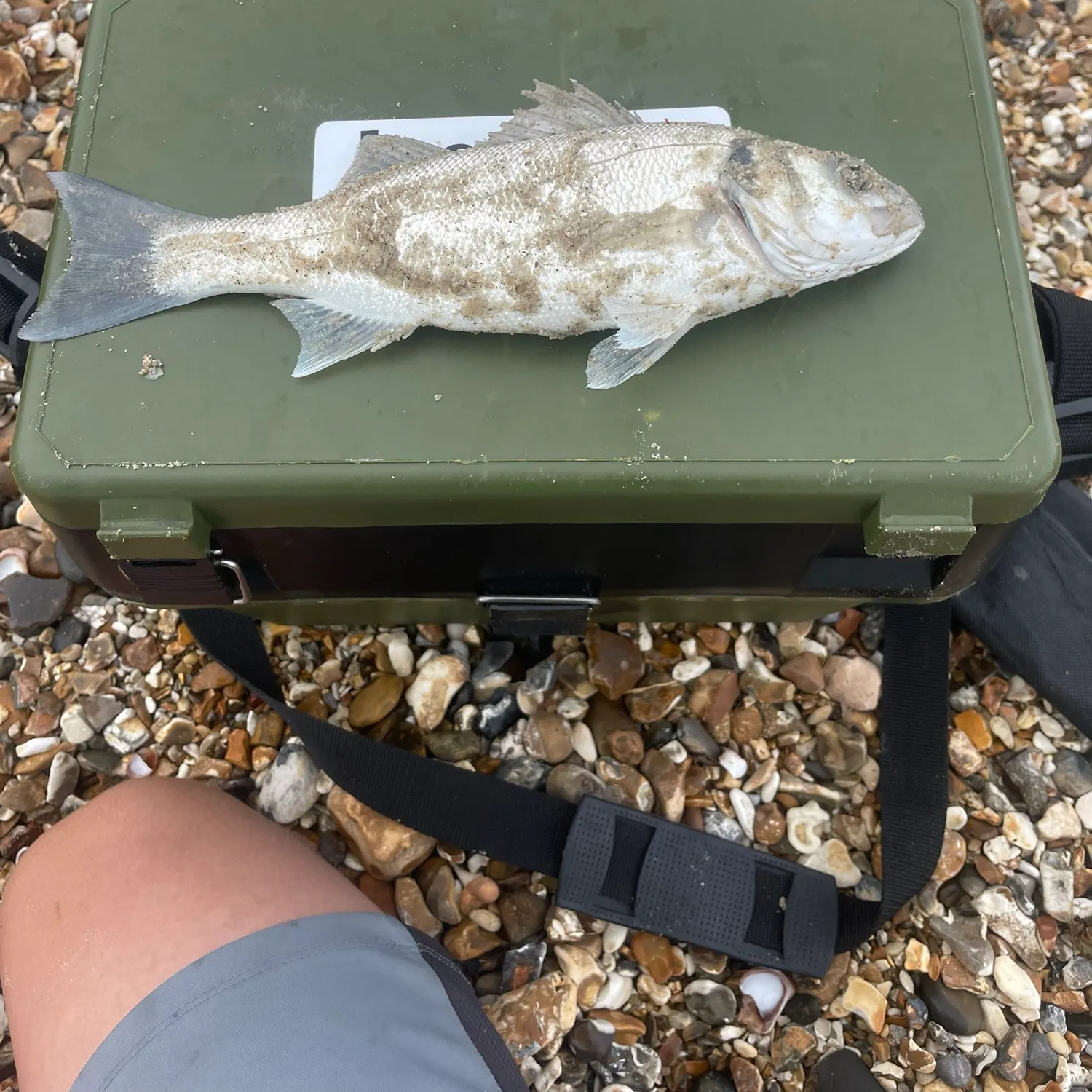 European seabass caught on Fishbrain