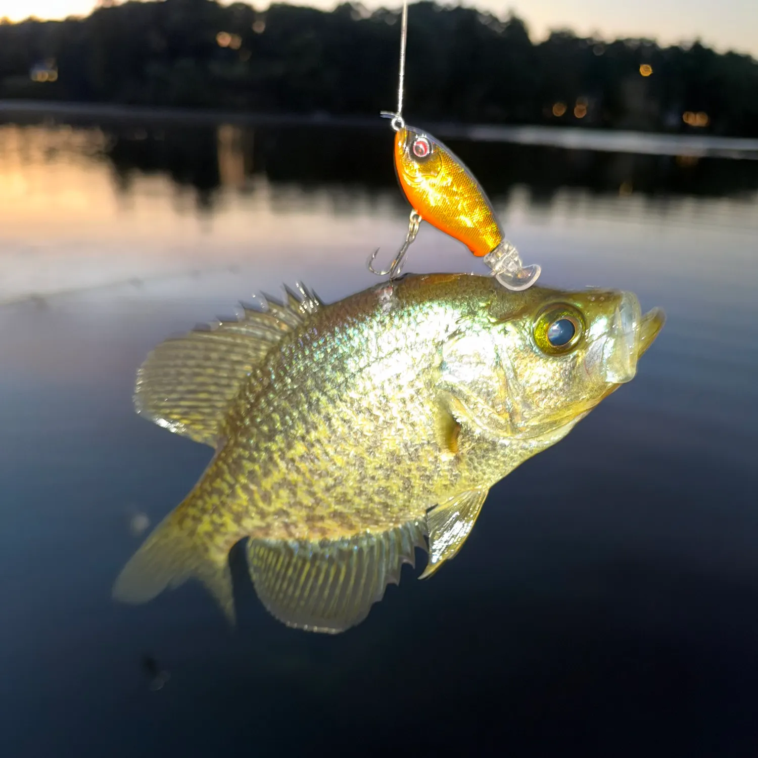 Black crappie caught on Fishbrain