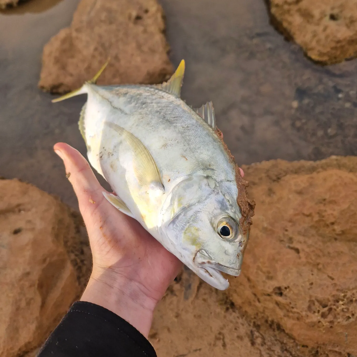 Giant trevally caught on Fishbrain