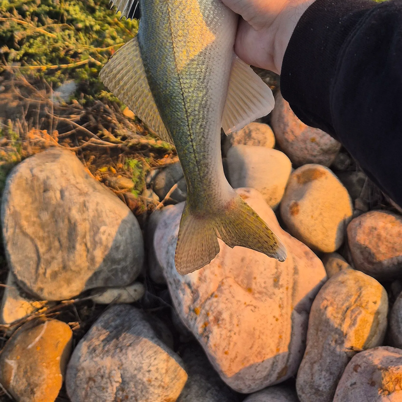 Walleye caught on Fishbrain