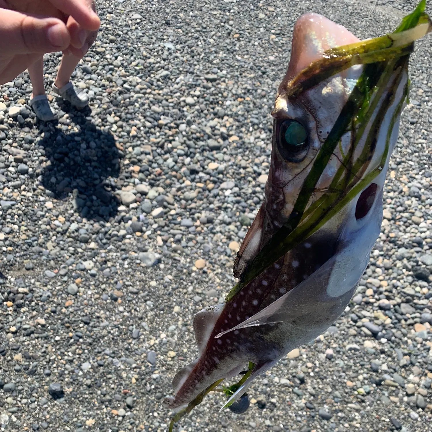 The most recent Spotted ratfish catches on Fishbrain