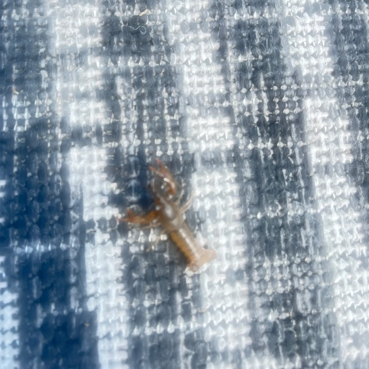 The most recent White River crayfish catches on Fishbrain