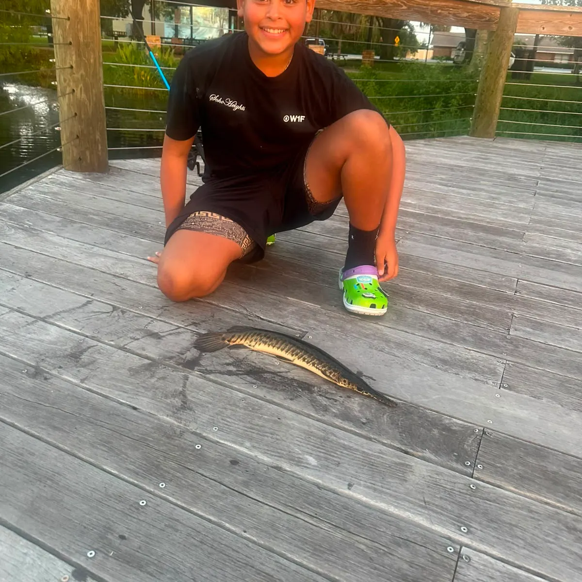 The most recent Florida gar catches on Fishbrain