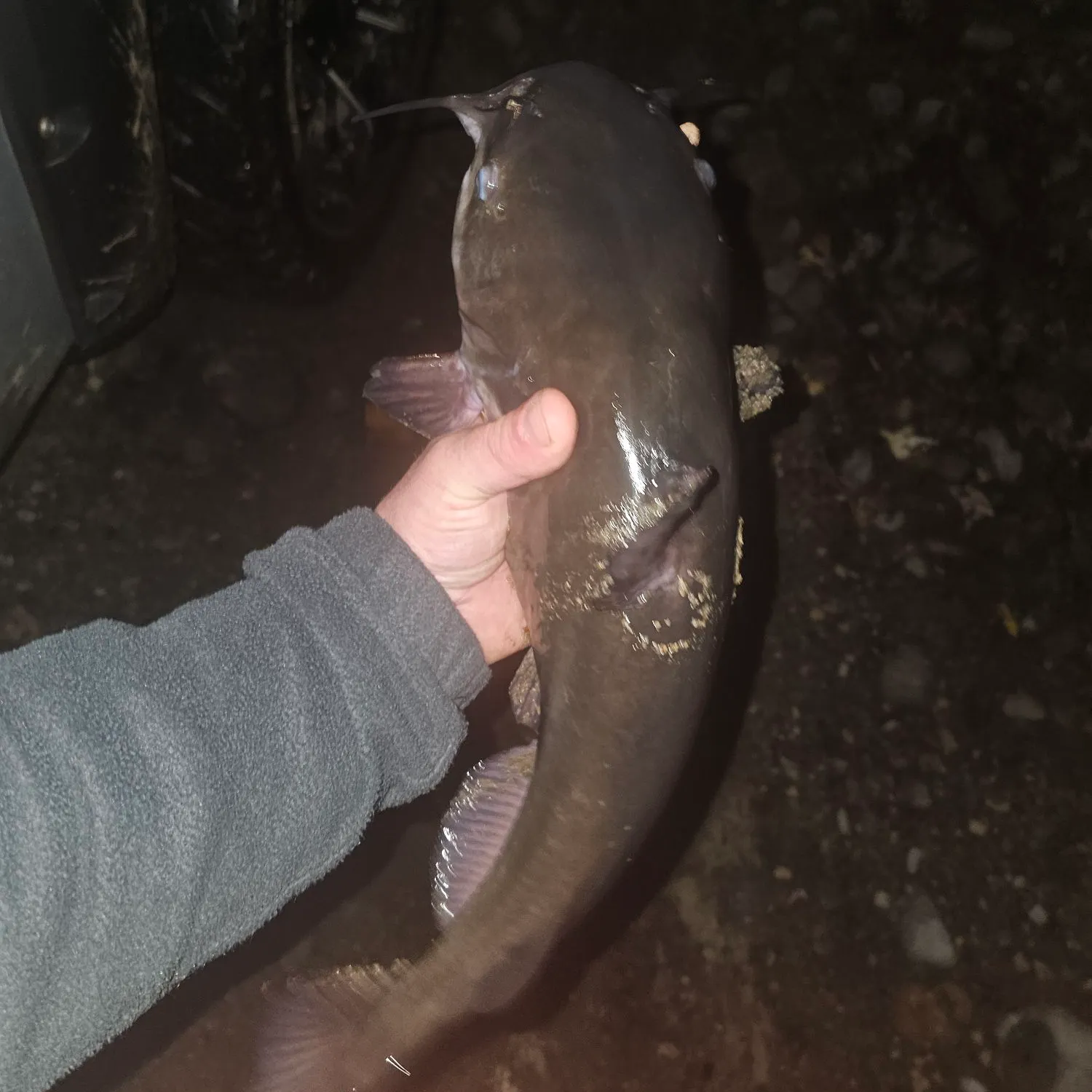 White bullhead caught on Fishbrain