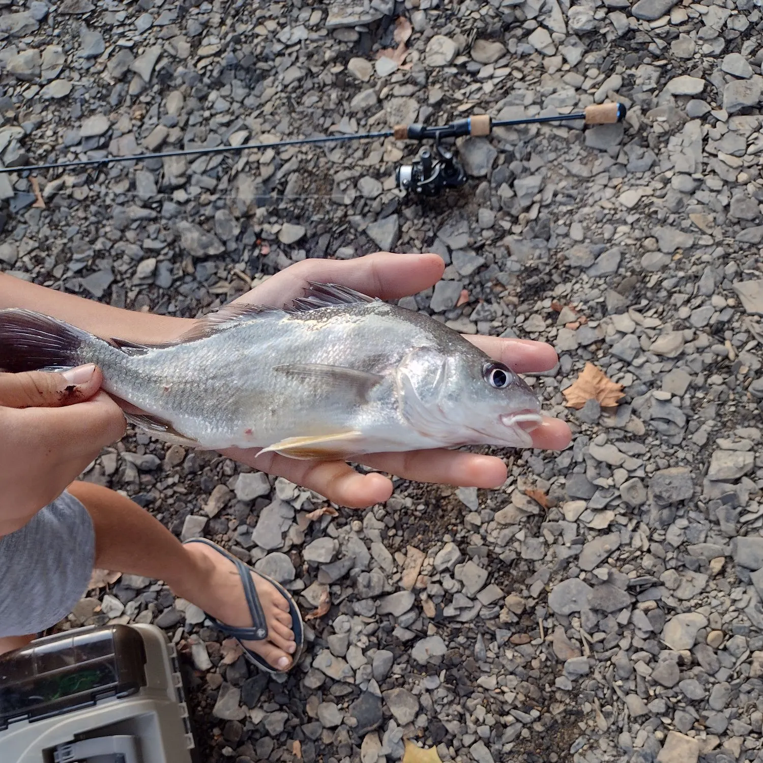 Freshwater drum caught on Fishbrain