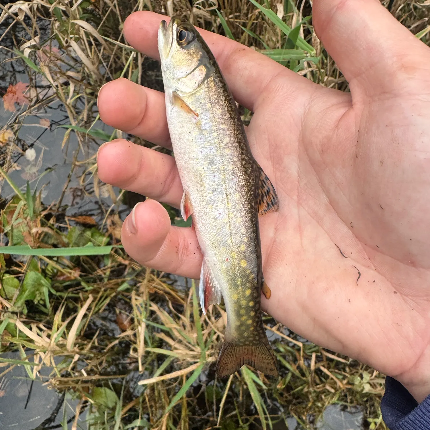 Brook trout caught on Fishbrain
