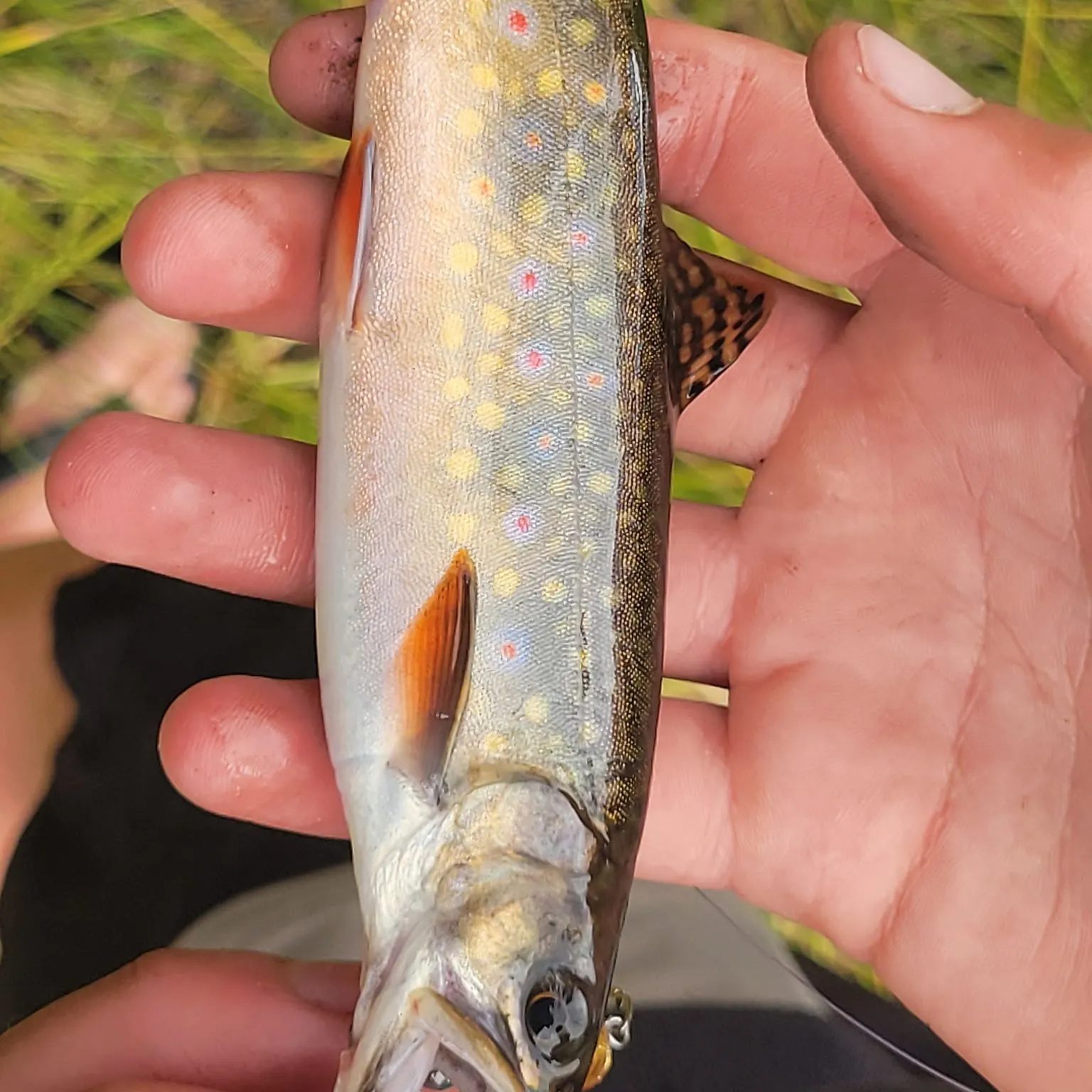 Brook trout caught on Fishbrain