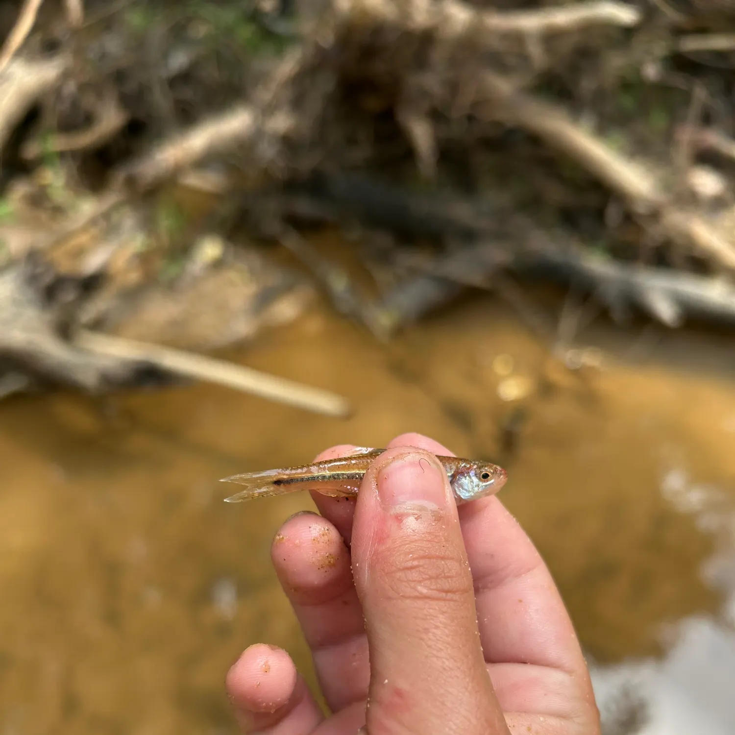 The most recent Rough shiner catches on Fishbrain