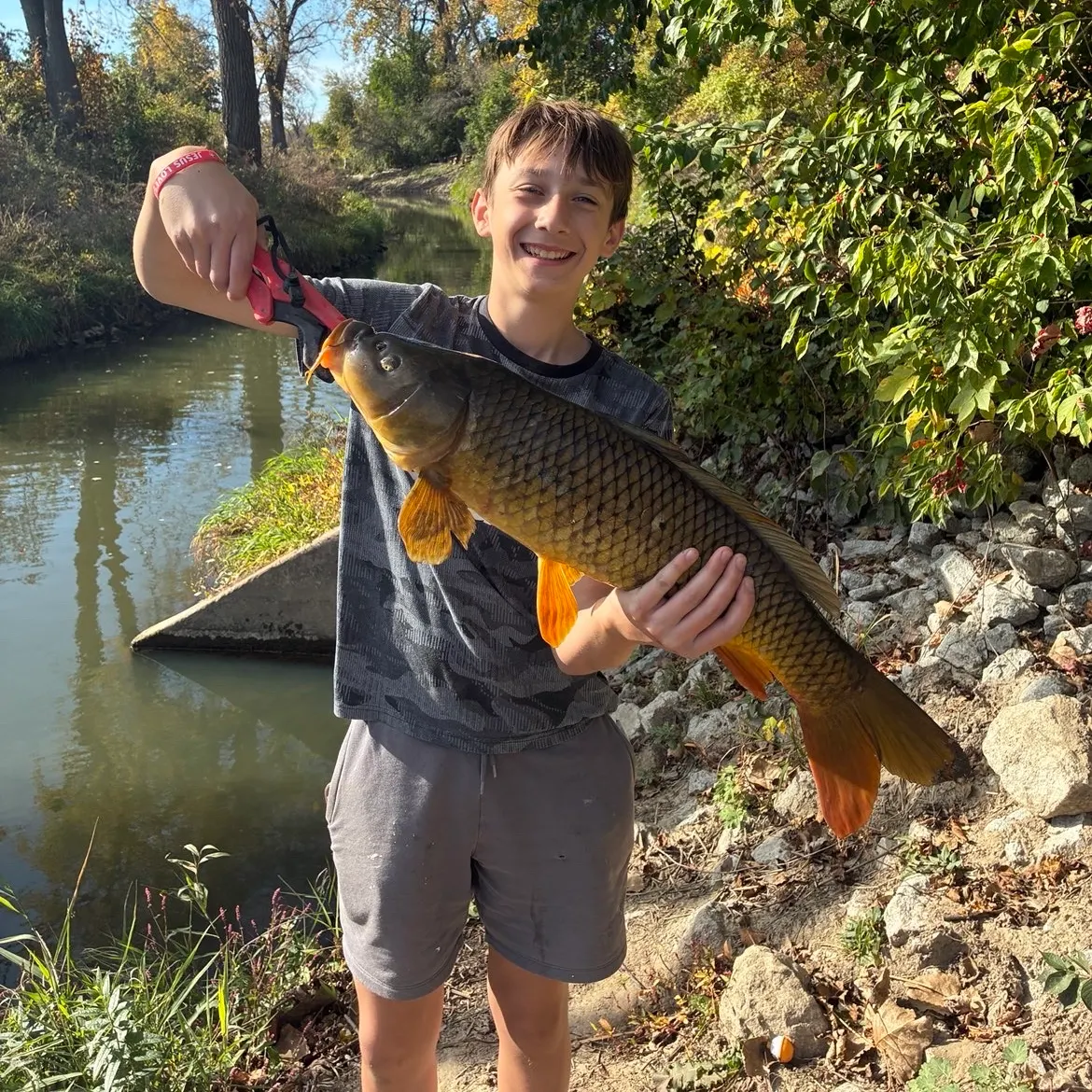 Common carp caught on Fishbrain