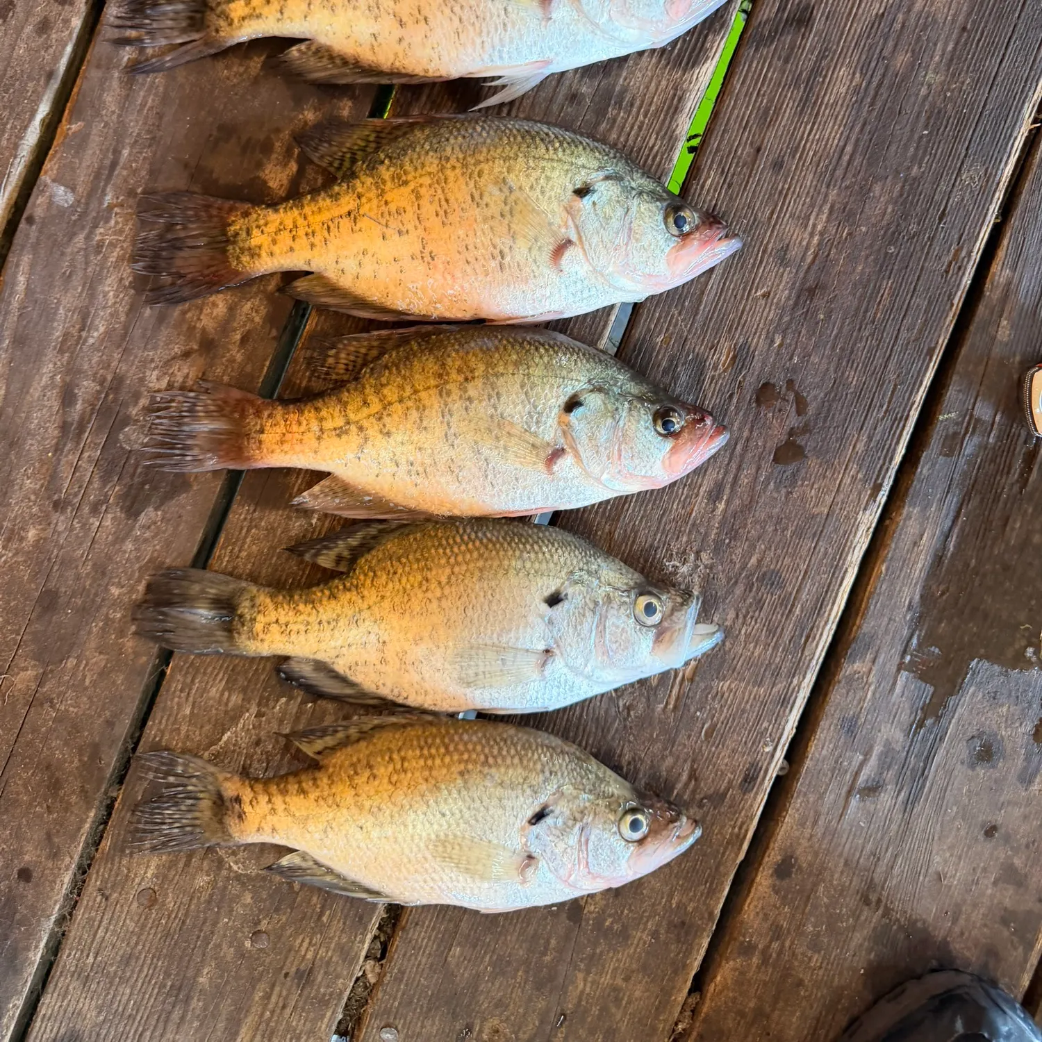recently logged catches