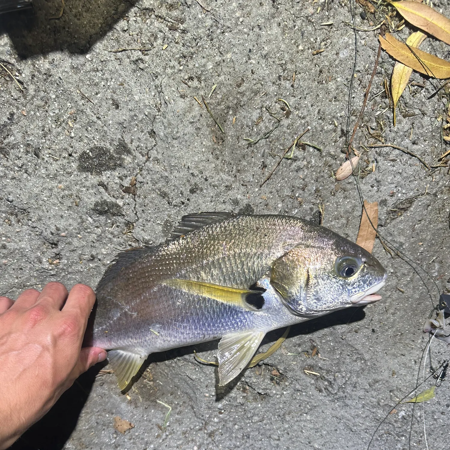 catch