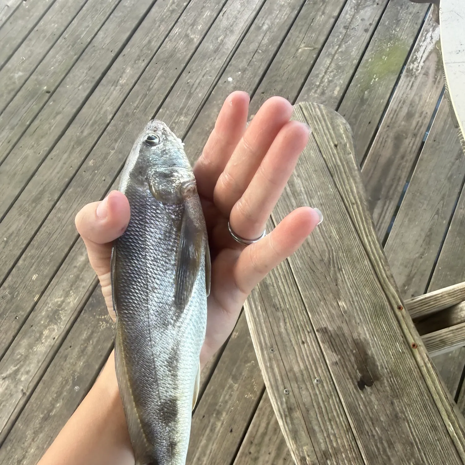 Whiting caught on Fishbrain