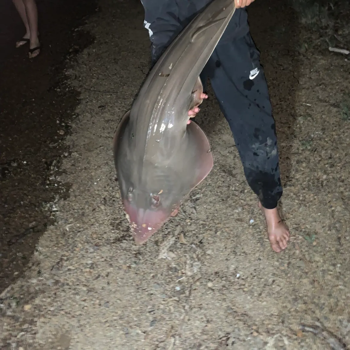 The most recent Pacific shovelnose guitarfish catches on Fishbrain