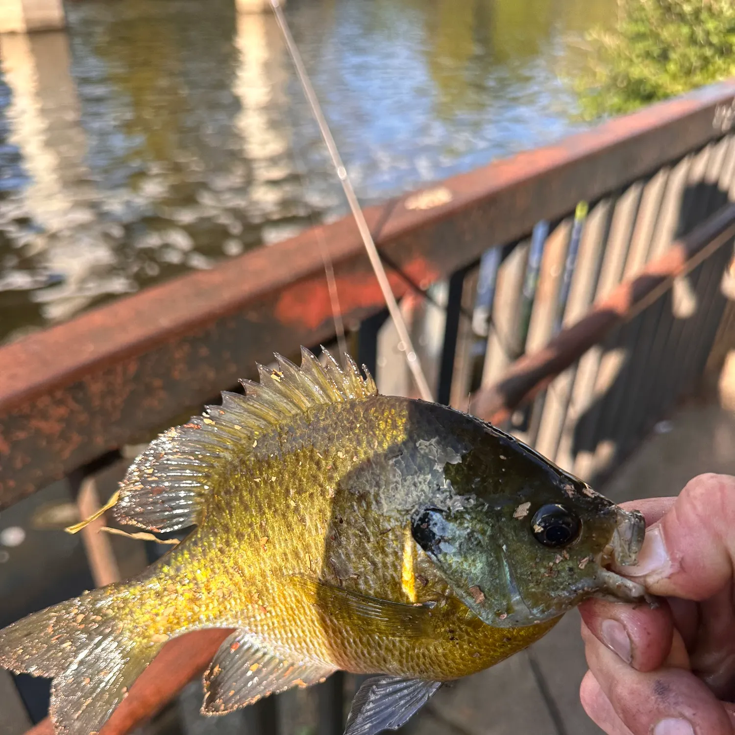 Bluegill caught on Fishbrain