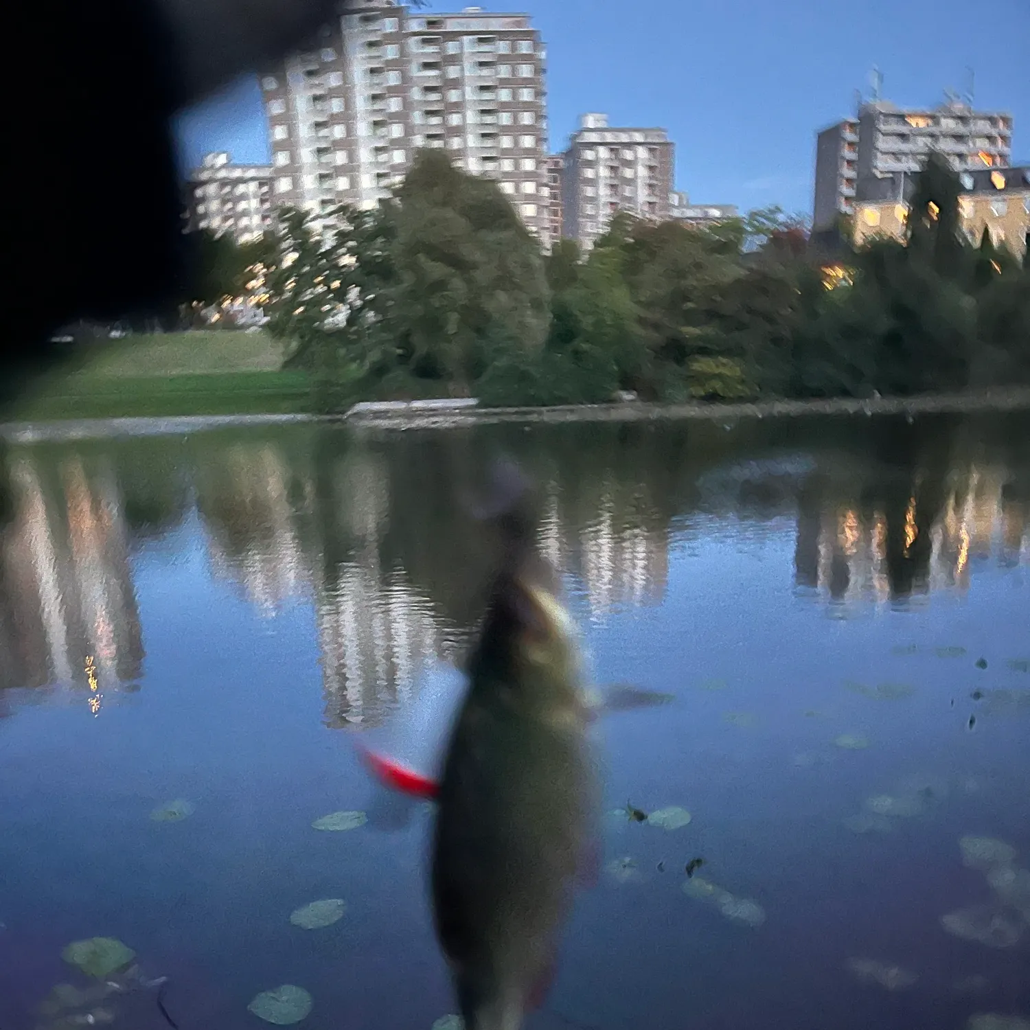 The most recent Common rudd catches on Fishbrain