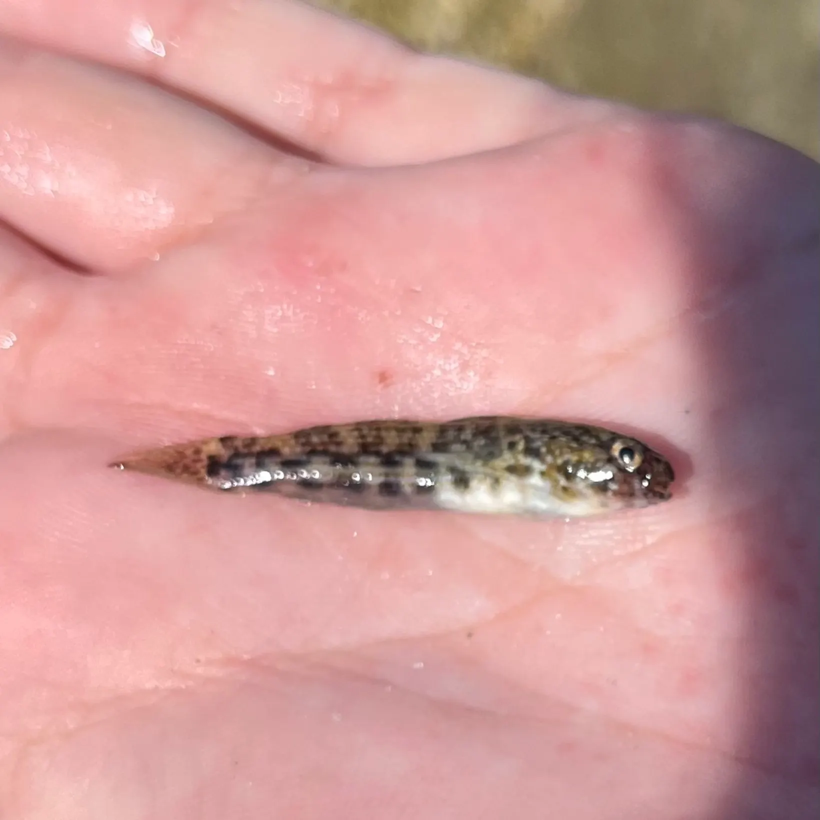 The most recent Twin-spotted frillfin goby catches on Fishbrain