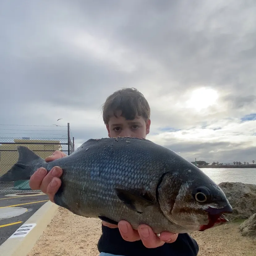 The most recent Silver drummer catches on Fishbrain