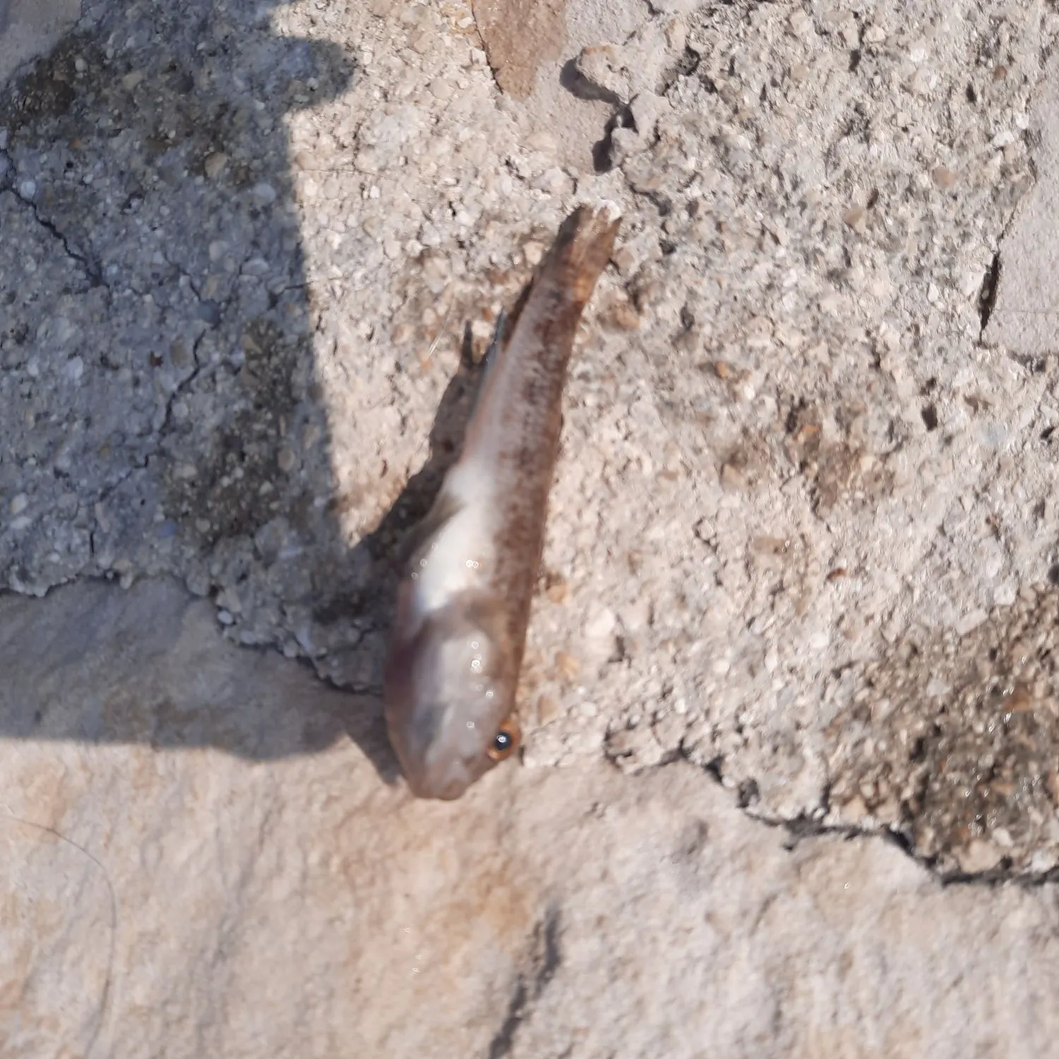 The most recent Sand goby catches on Fishbrain