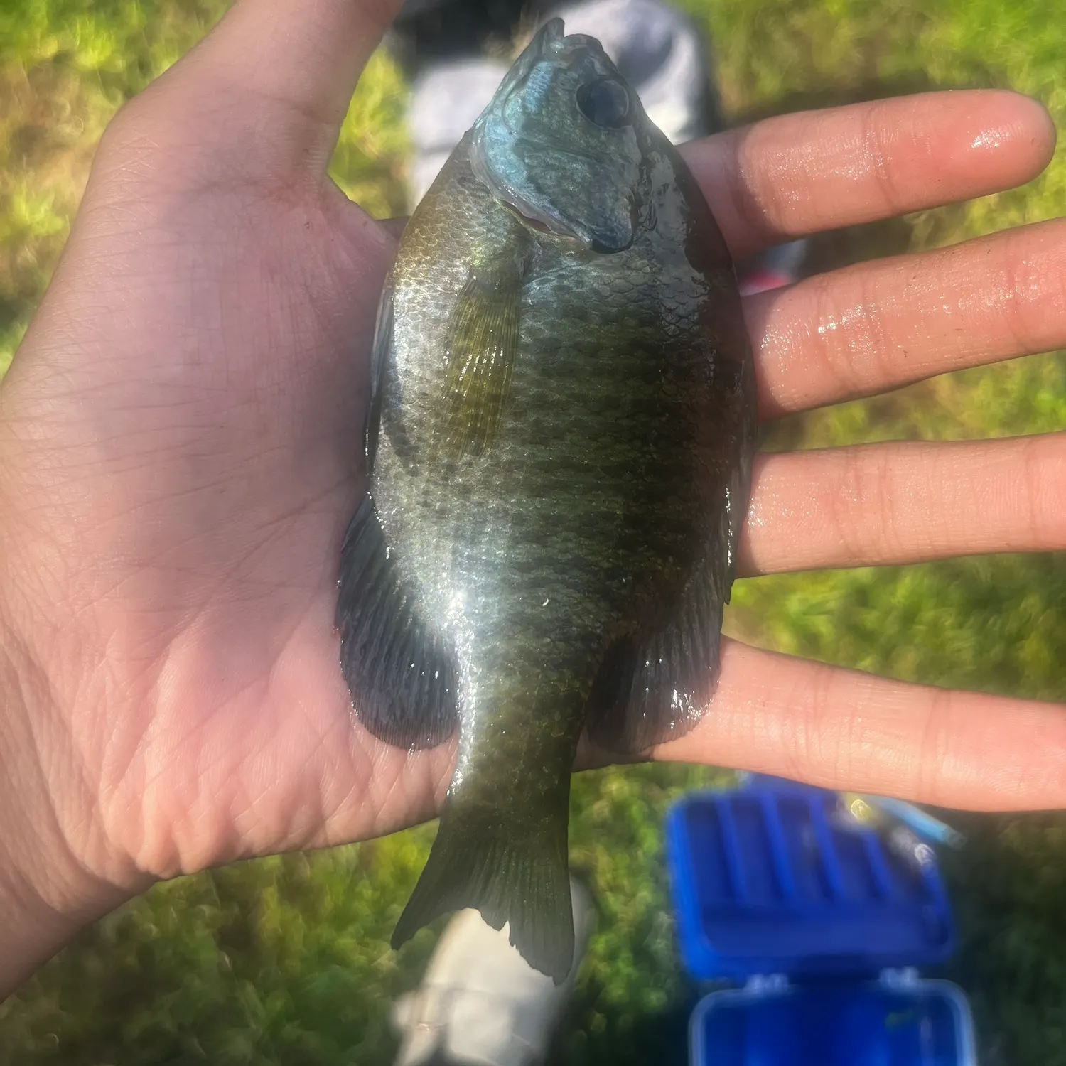 Bluegill caught on Fishbrain