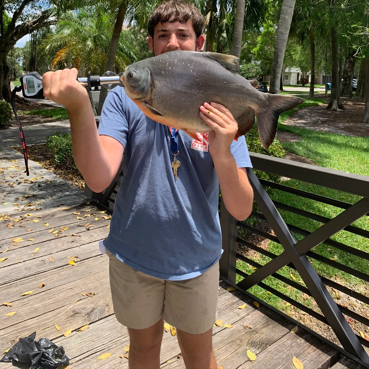 The most recent Red-bellied pacu catches on Fishbrain