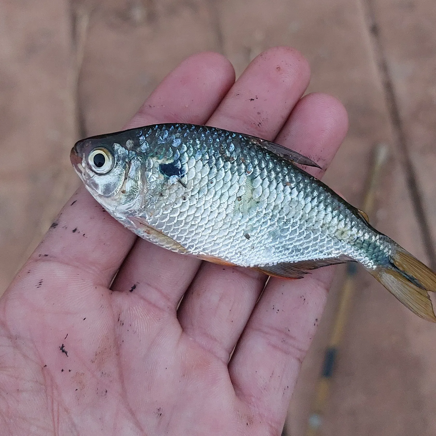 The most recent Twospot astyanax catches on Fishbrain