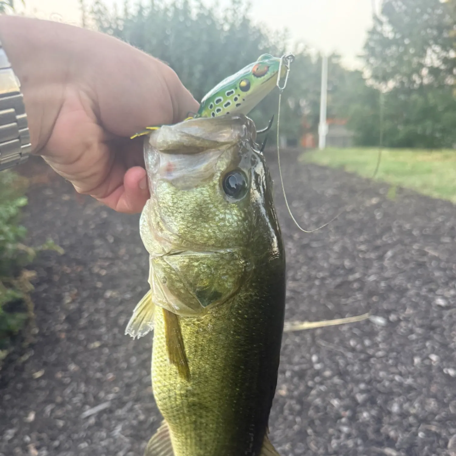 Largemouth bass caught on Fishbrain