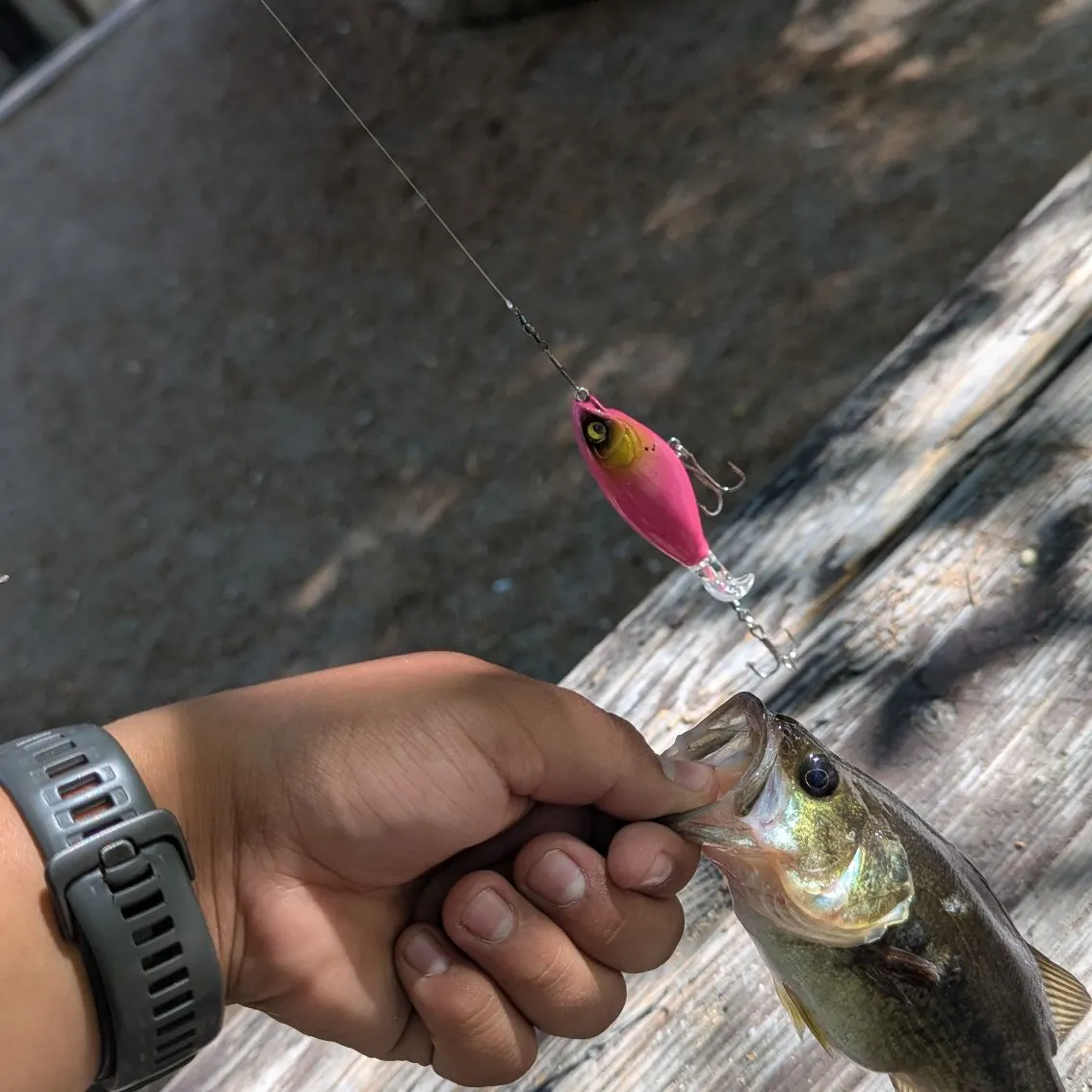 recently logged catches