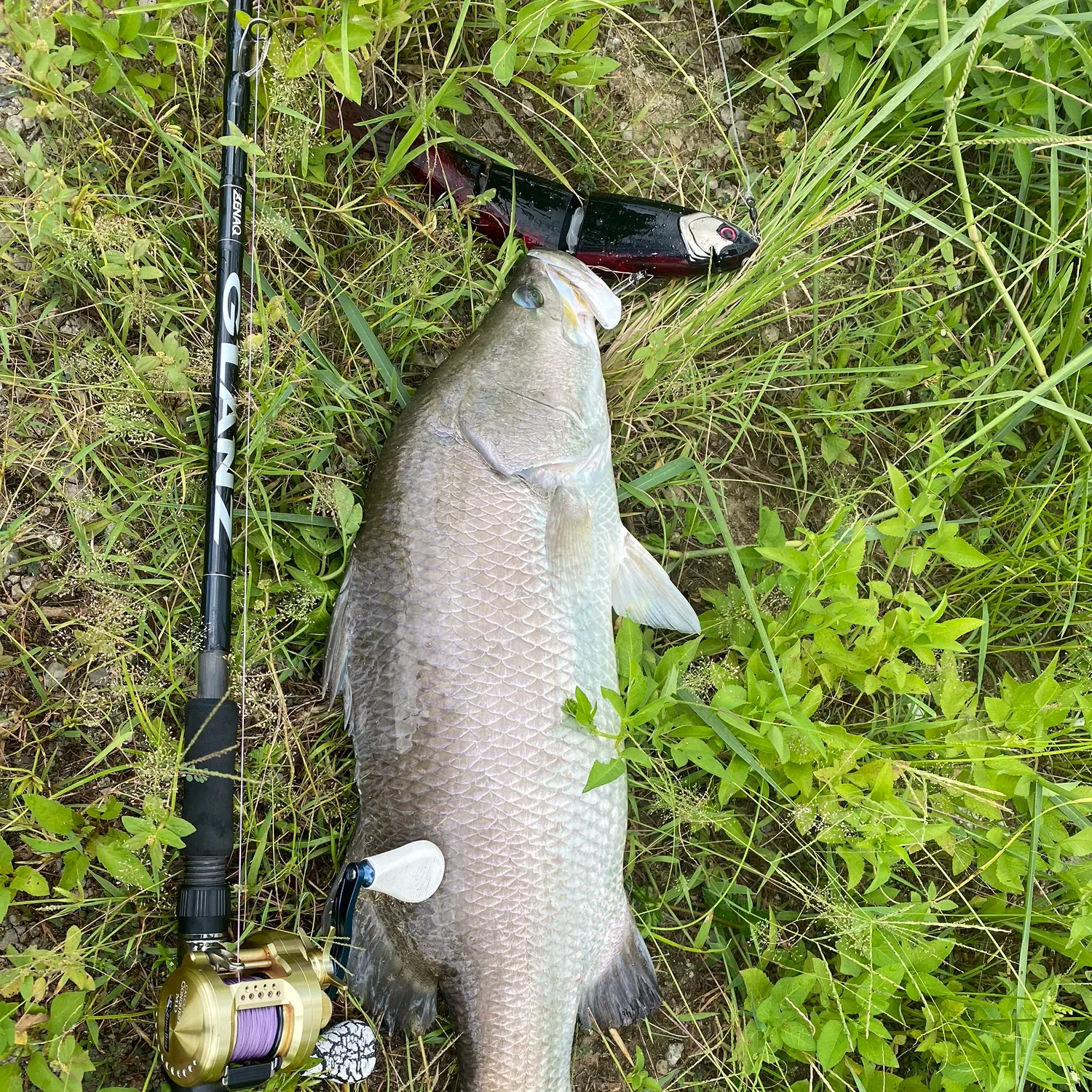 Barramundi caught on Fishbrain