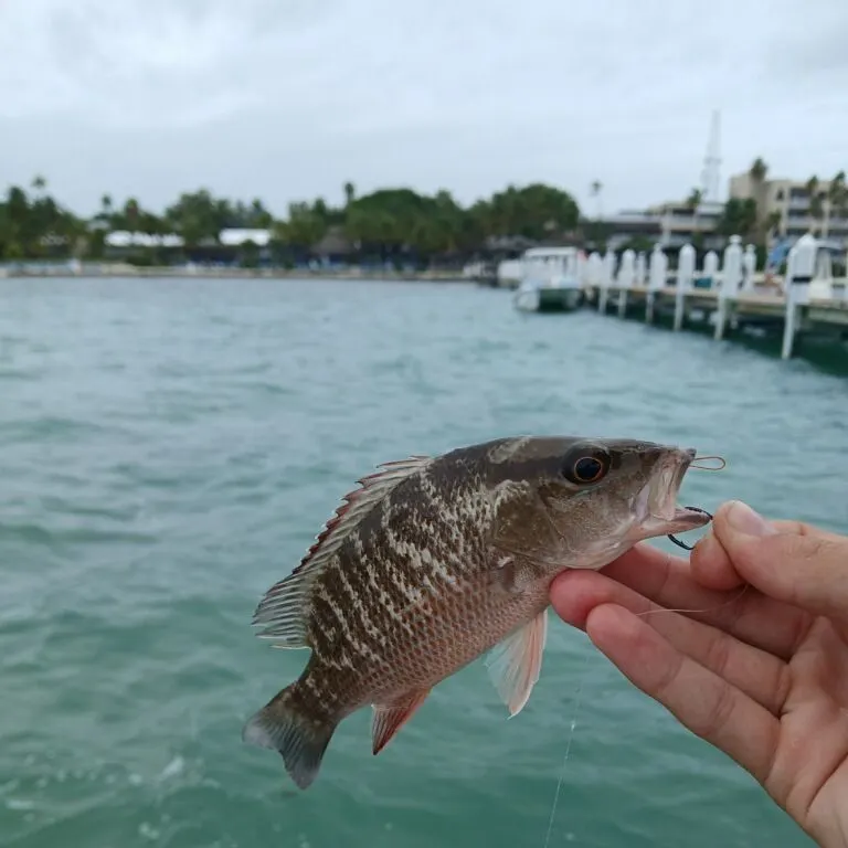 The most recent Cubera snapper catches on Fishbrain