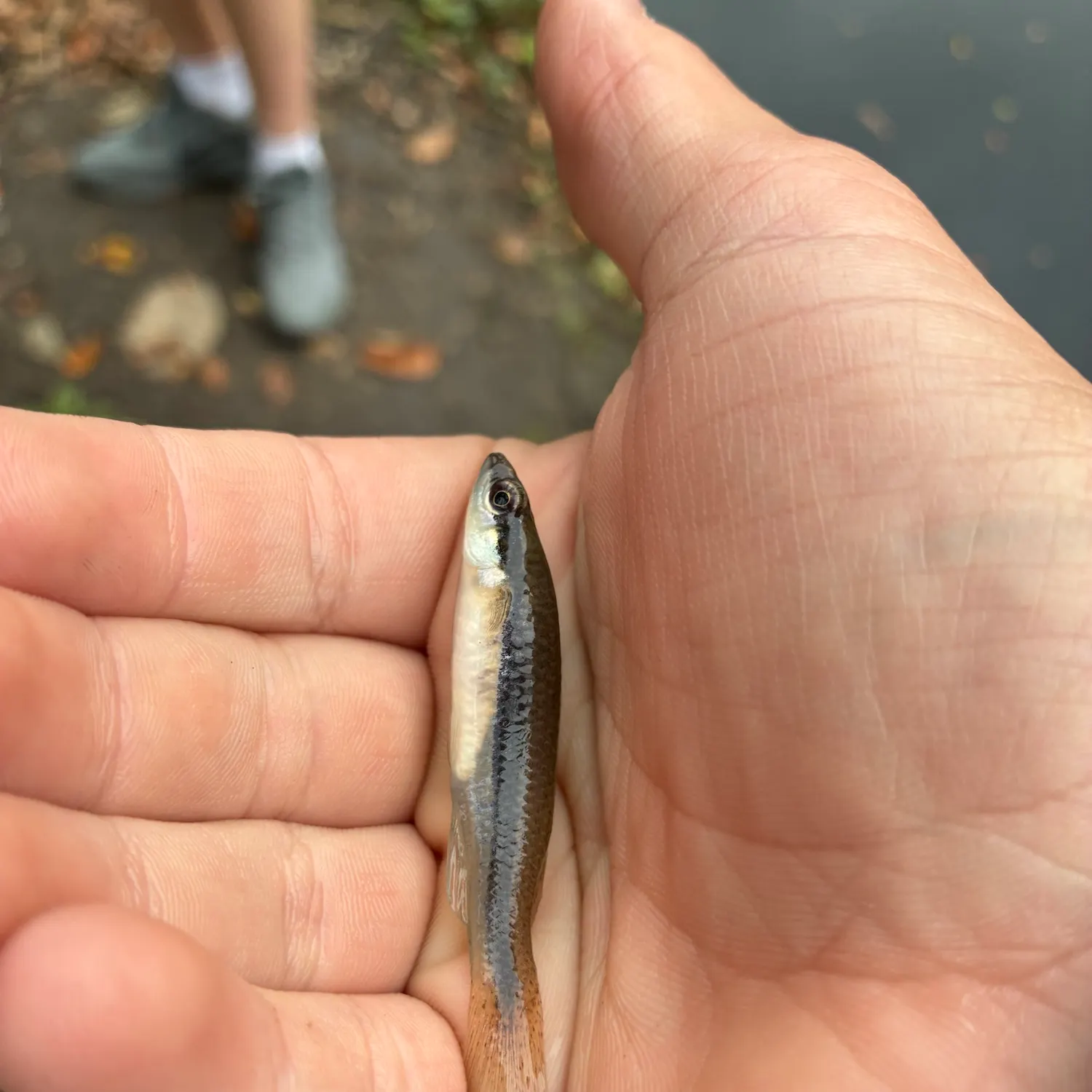 The most recent Umpqua pikeminnow catches on Fishbrain