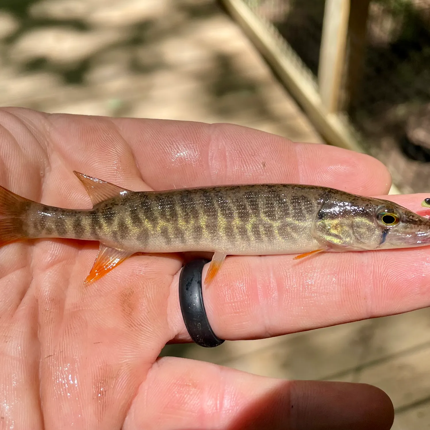 The most recent Redfin pickerel catches on Fishbrain