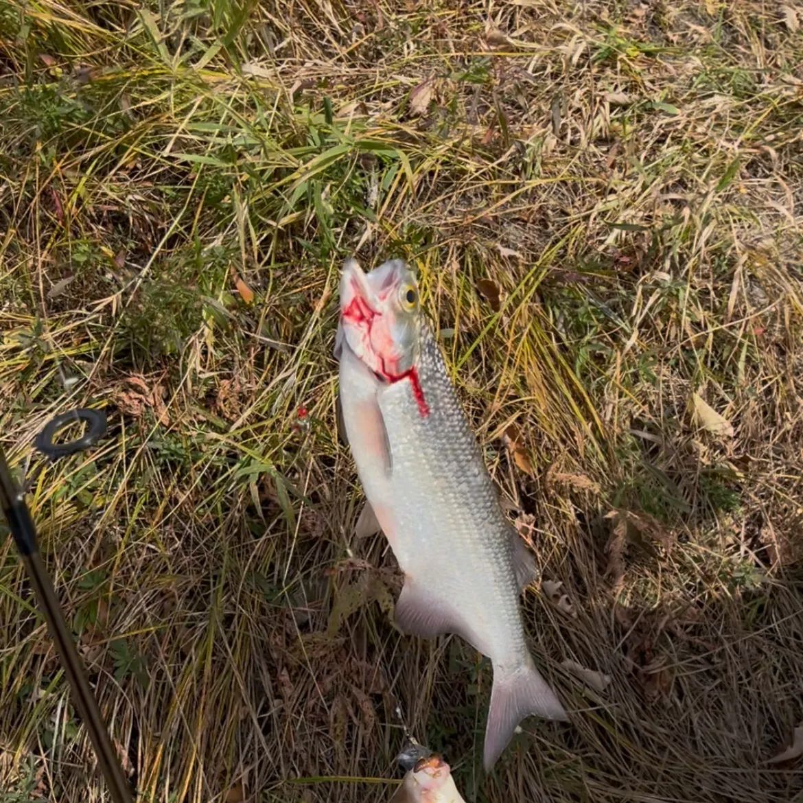 The most recent Goldeye catches on Fishbrain