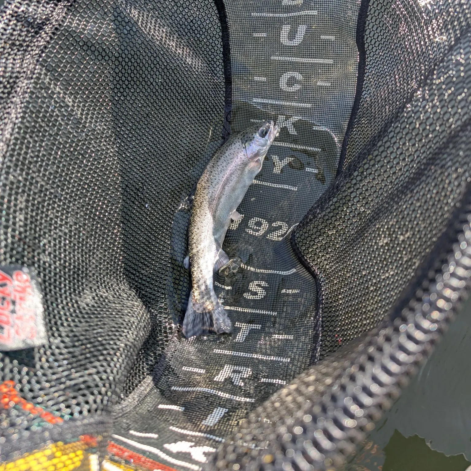 Rainbow trout caught on Fishbrain