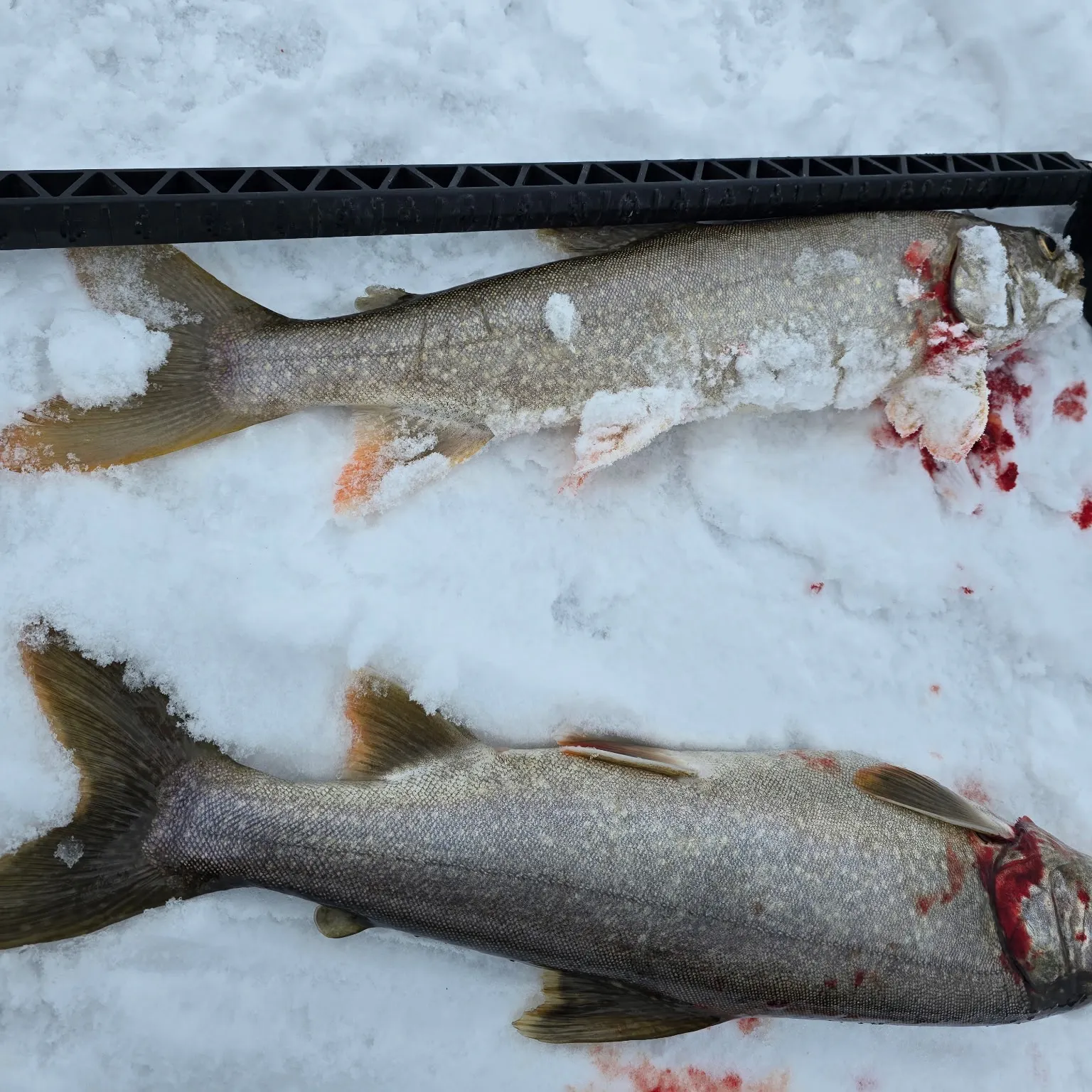 The most recent Lake char catches on Fishbrain