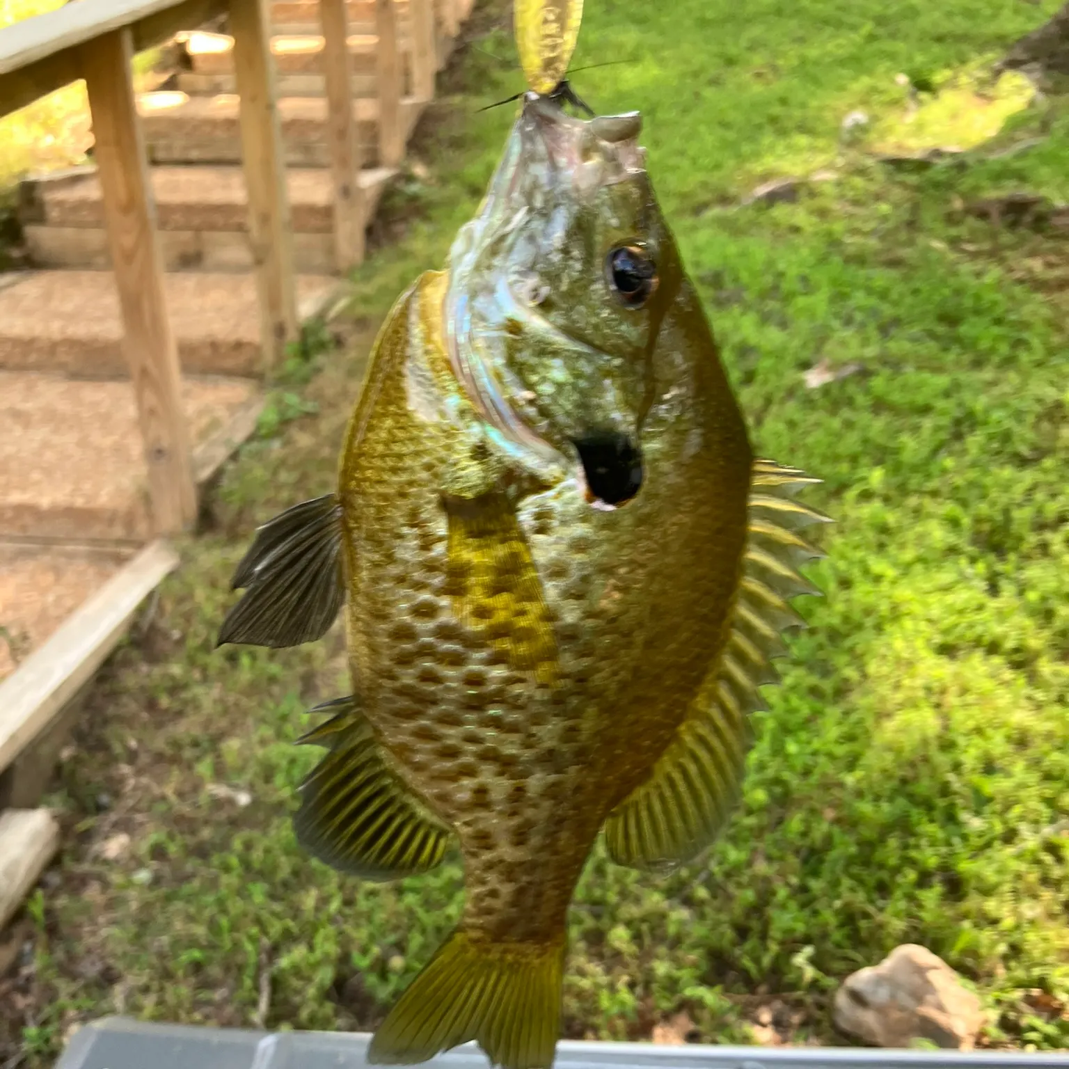 The most recent Pumpkinseed catches on Fishbrain