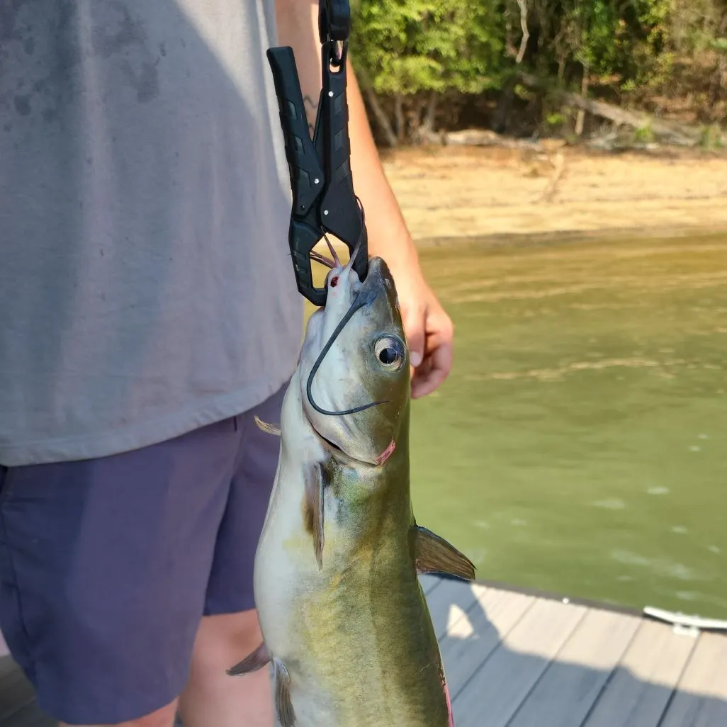 Channel catfish caught on Fishbrain