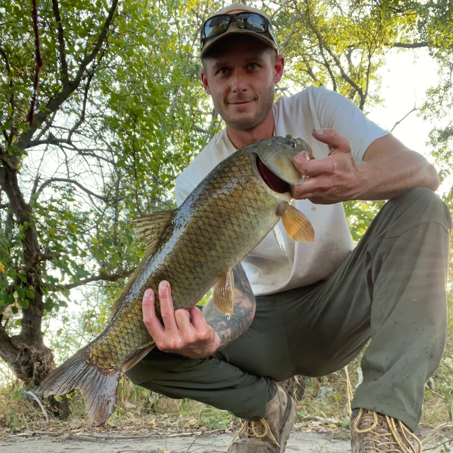 Common carp caught on Fishbrain